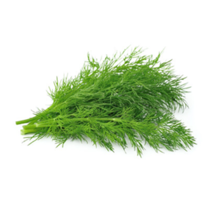 Fennel