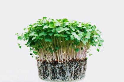 Microgreens