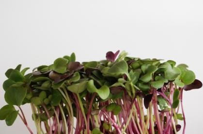 Microgreens Triple Radish