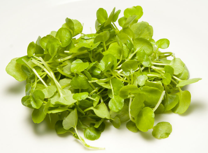 Microgreens Watercress