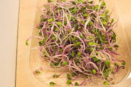 Alfalfa Radish Sprouts