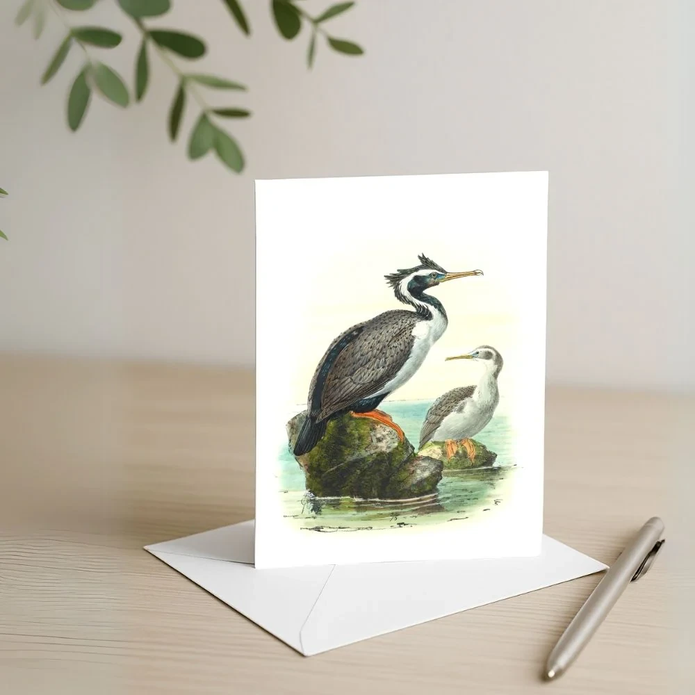 Johannes Keulemans - Card - Spotted Shag - Kawau Tikitiki