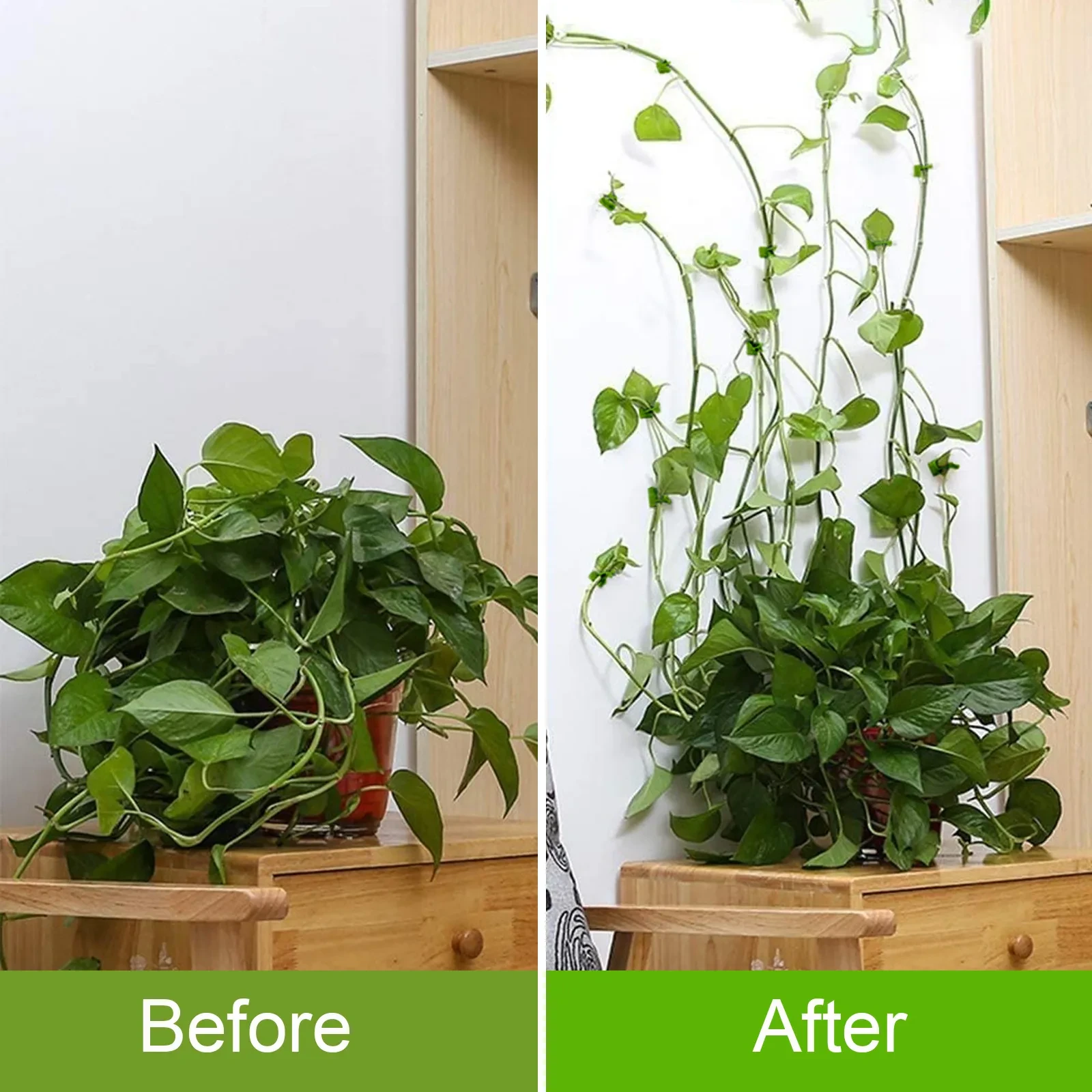 Plant Climbing Wall Holder Self-adhesive