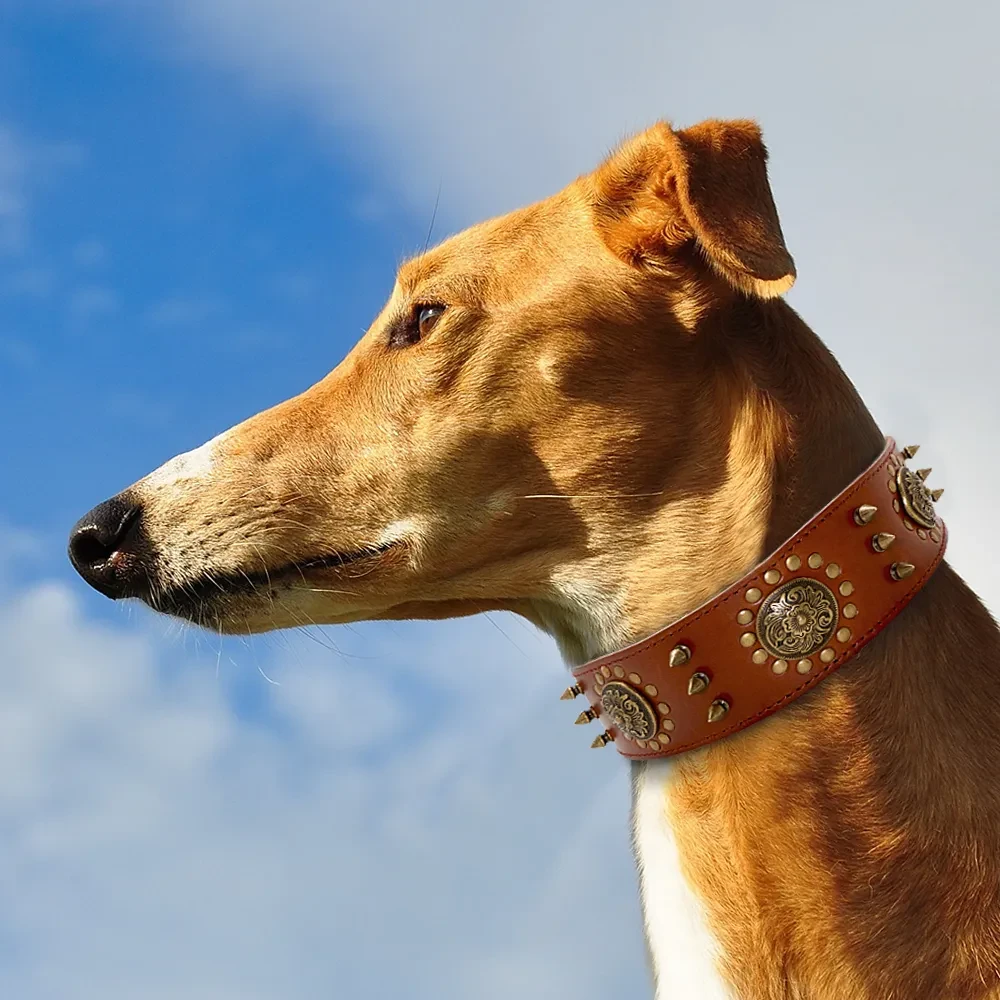 Wide Dog Collars