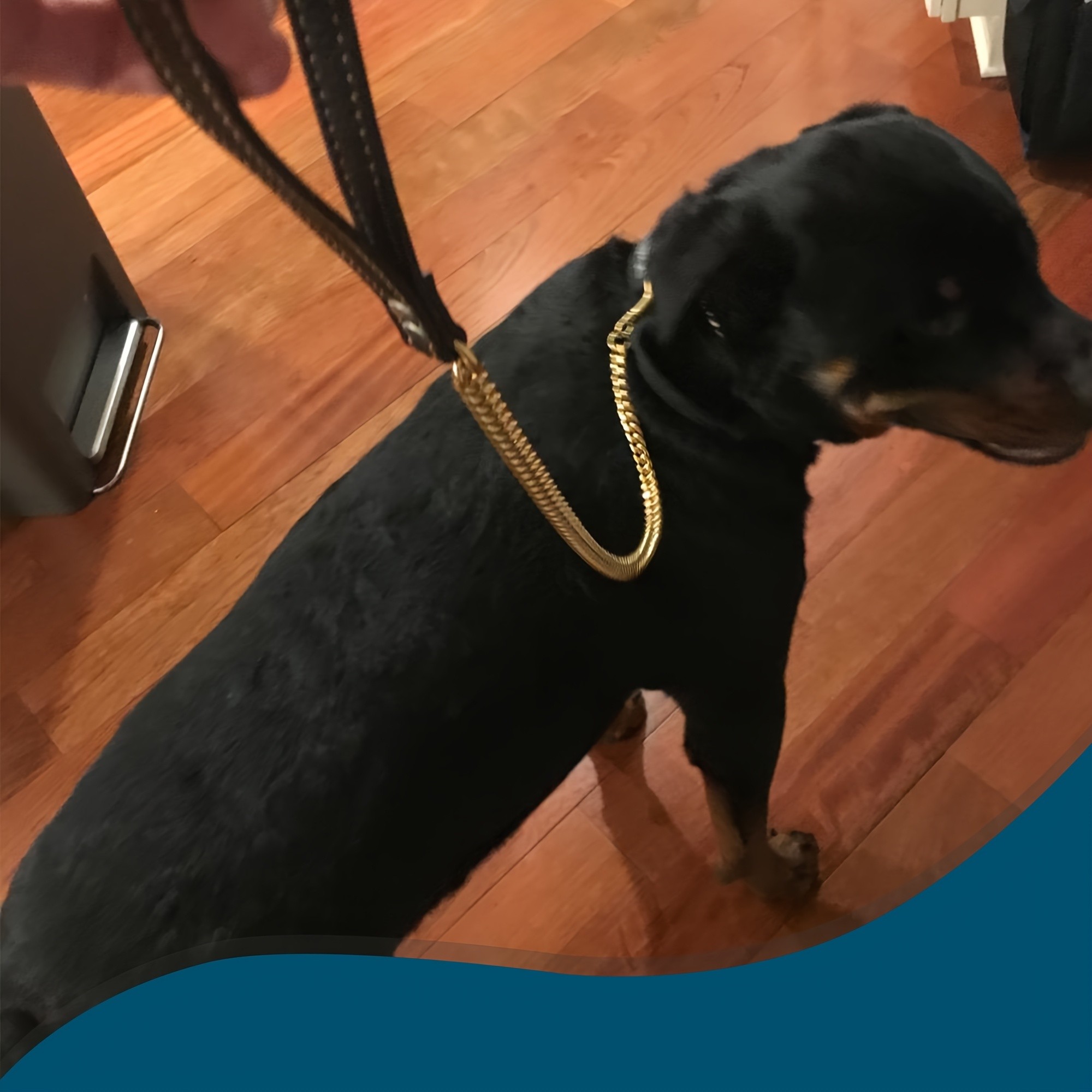 LUXLIFE Golden 12mm Dog Chain Leash