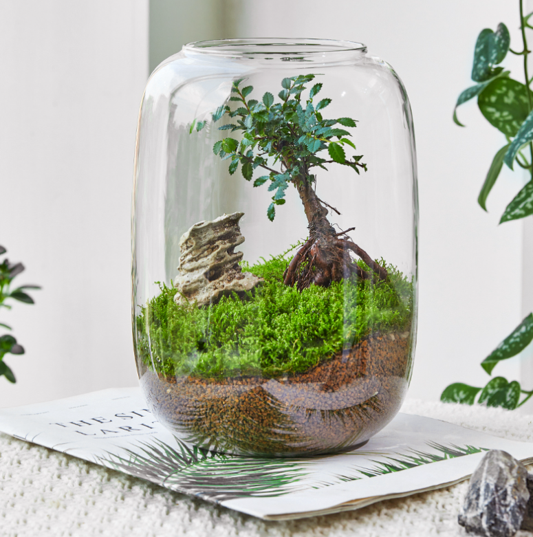 Moss Microcosm Landscape