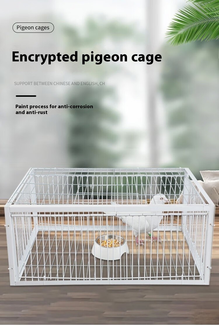Pigeon Traps