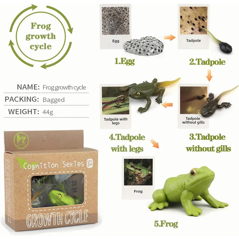 Color: Army Green - Montessori Life Cycle Animal Figures With Flash Cards Educational Matching Game Creative Biology Model Learning Teaching Aids