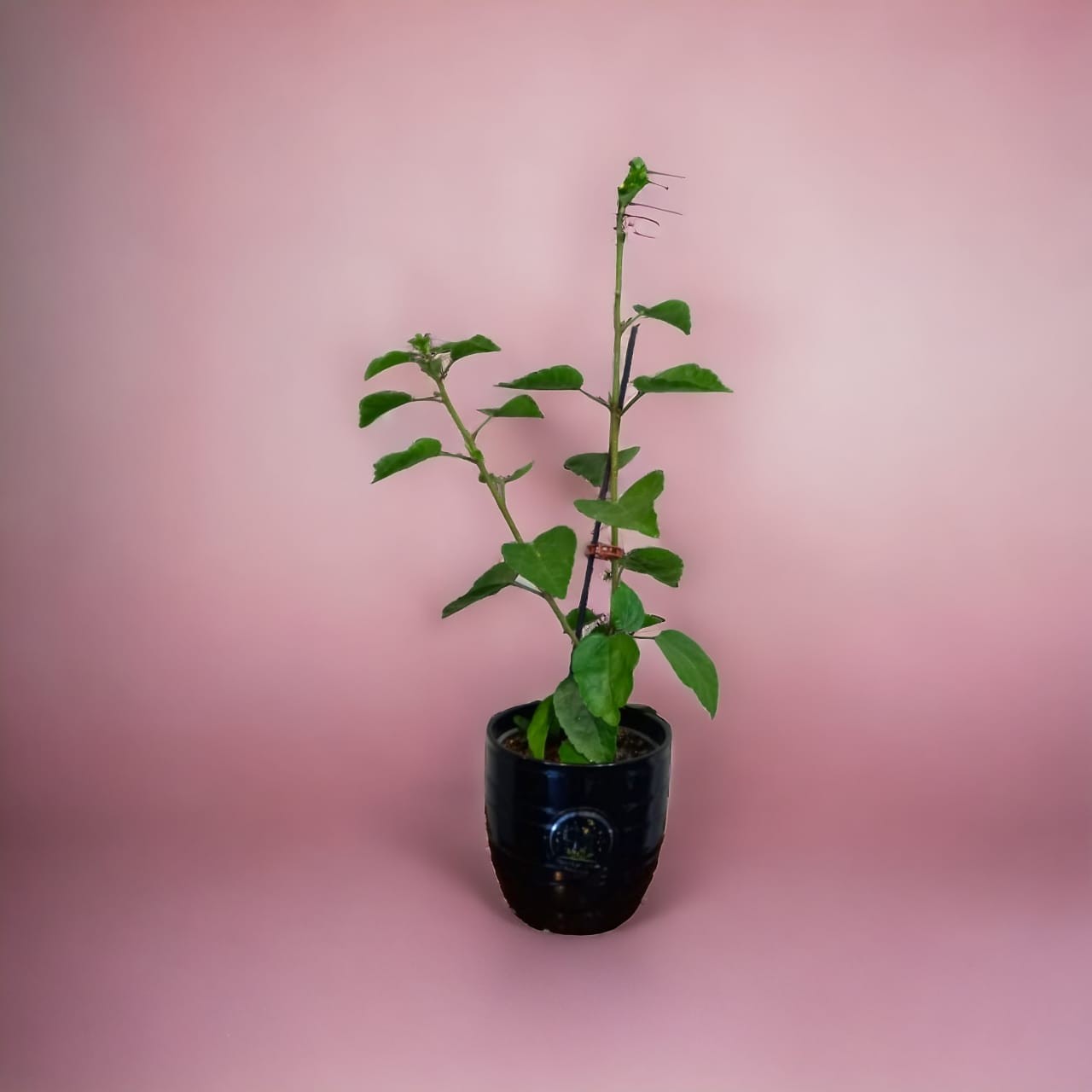 Buy Hibiscus Plants Online: Care Guide for Lush Blooms