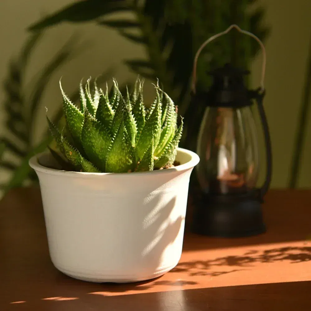 Color: PURPLE, Sheet Size: S - OIMG Plastic Round Thick Imitation Ceramic Household Indoor Planting Fleshy Green Fruit and Vegetable Resin Plastic Flower Pot