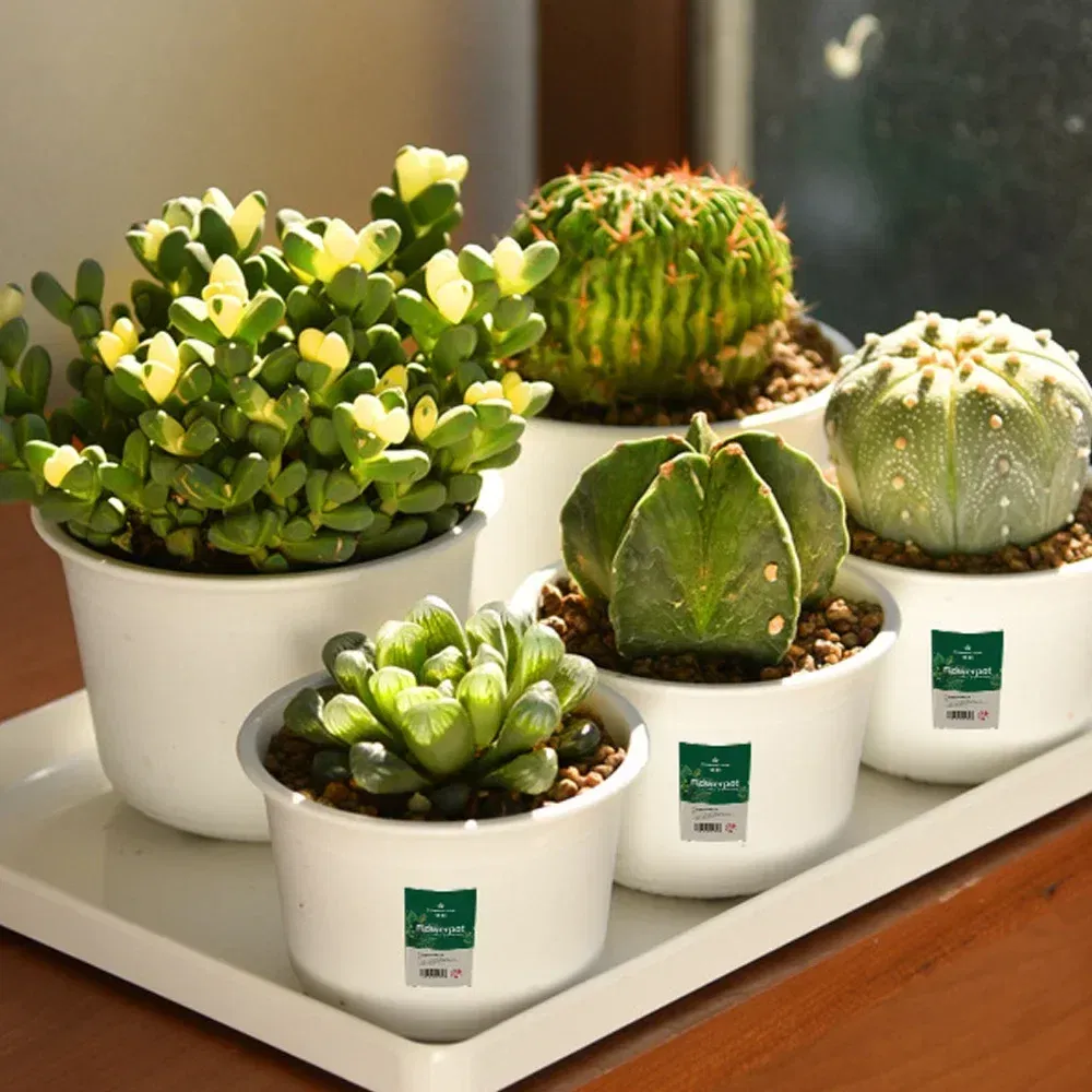 Color: PURPLE, Sheet Size: S - OIMG Plastic Round Thick Imitation Ceramic Household Indoor Planting Fleshy Green Fruit and Vegetable Resin Plastic Flower Pot