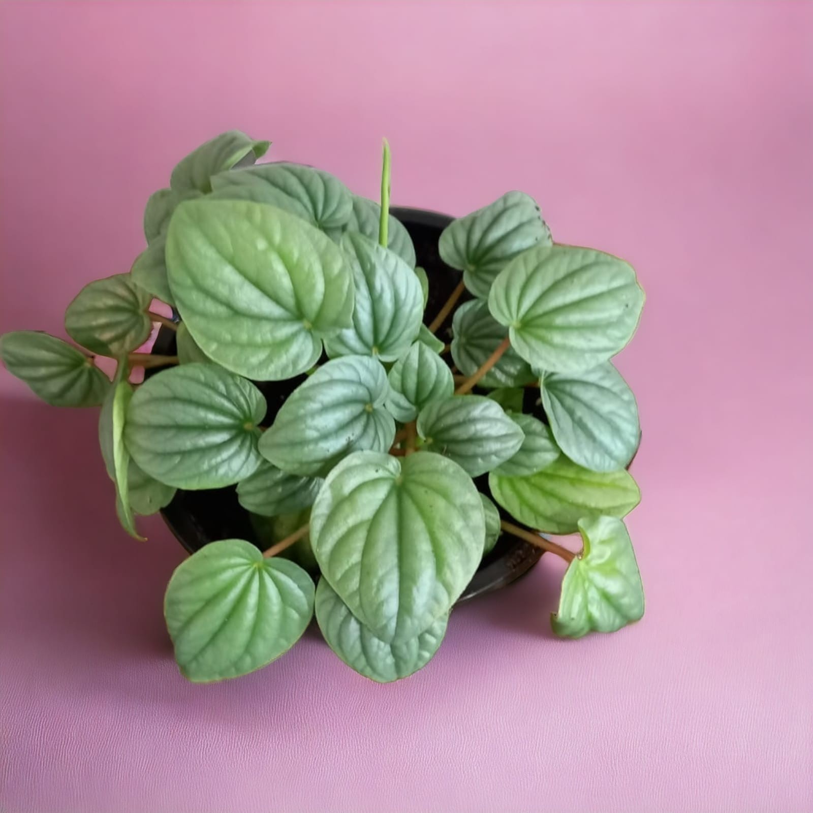 Watermelon Peperomia