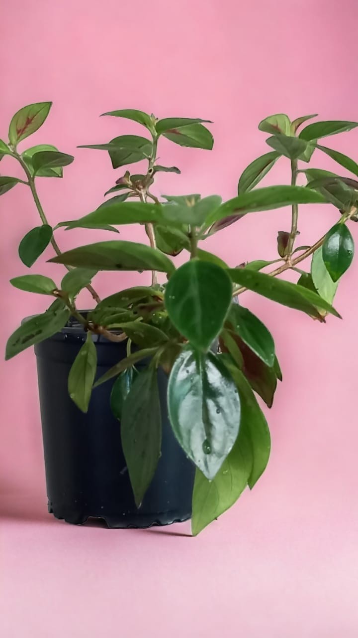 Lipstick Plant Red | How to Grow and Care for Lipstick Plant
