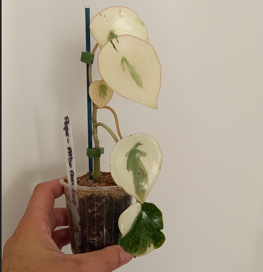 Peperomia Varigated