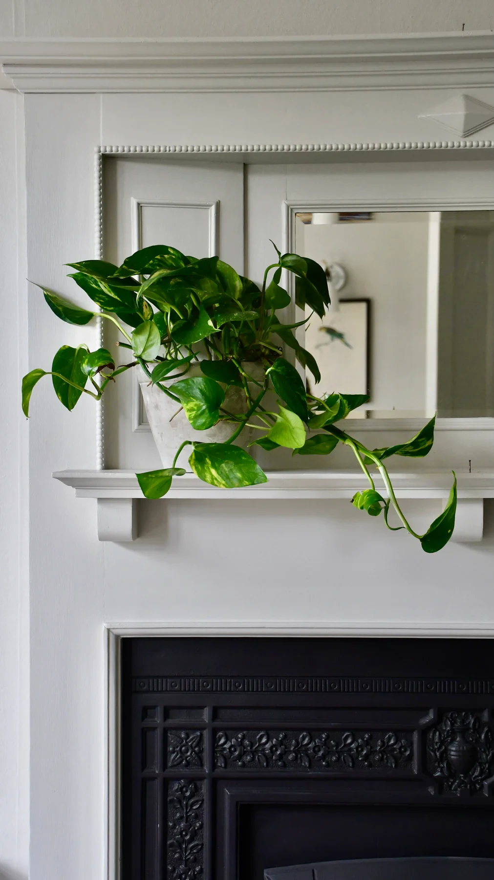 Epipremnum aureum (devil's ivy, golden pothos)