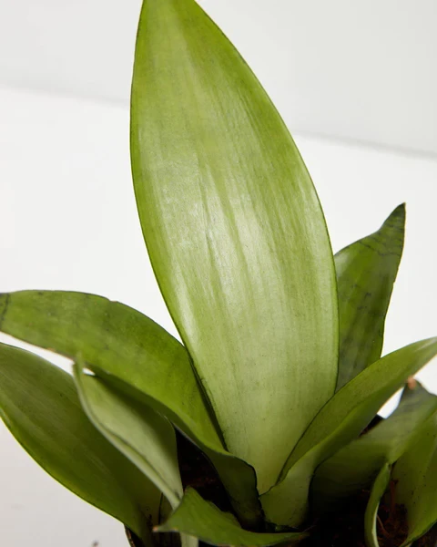 Sansevieria Moonshine