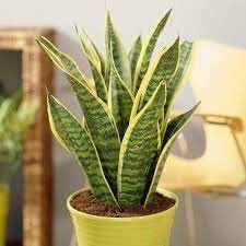 Sansevieria Trifasciata