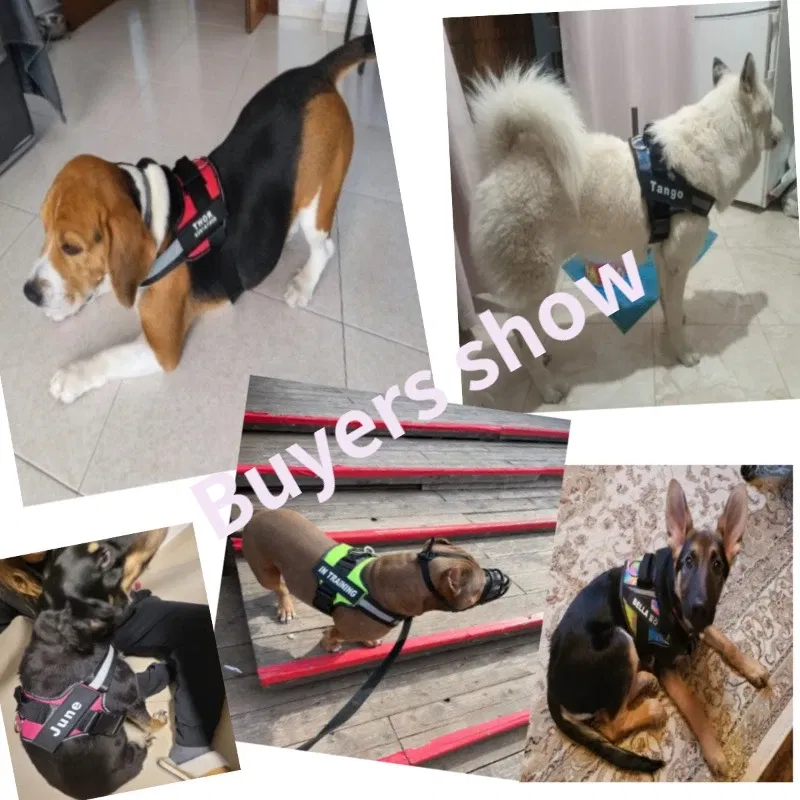 Color: Blue, Size: XS - Custom Dog Harness Reflective and Breathable Adjustable Tank Top Free Personalized  Name Label Pet leash Set