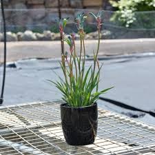 Anigozanthos Celebrations Fireworks