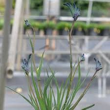 Anigozanthos Celebrations Masquerade