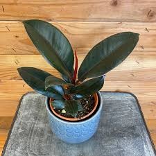 Ficus Burgundy