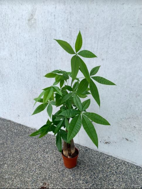 Money Tree 'Guiana Chestnut' Pachira Braid