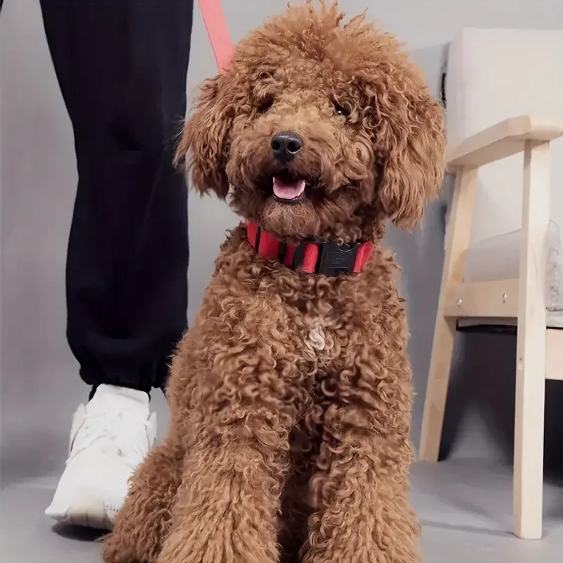 Pet Dogs Adjustable Luminous Collar For Night Safety