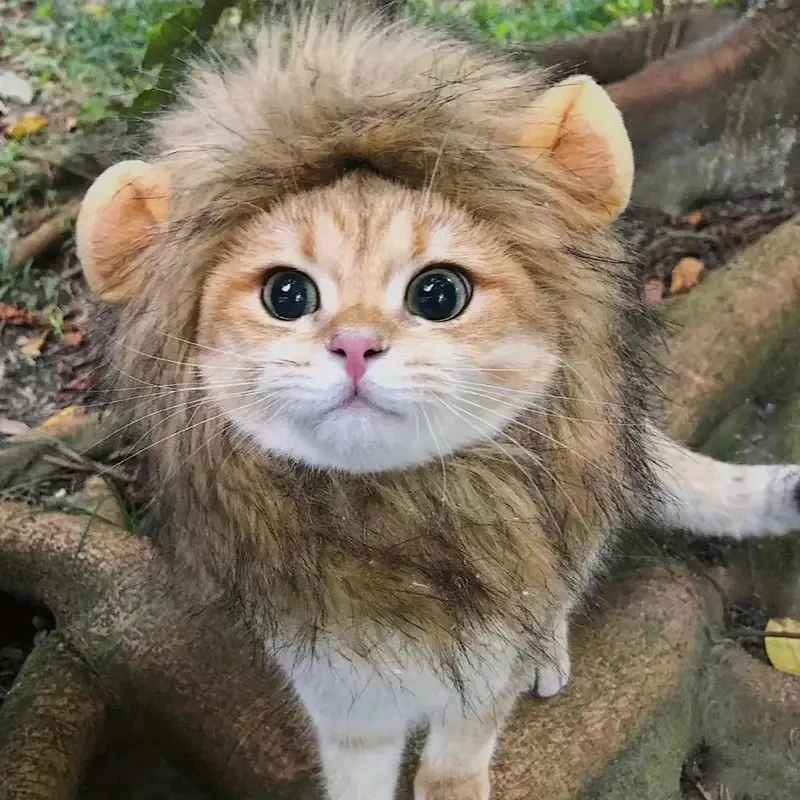 Adorable Lion Mane Costume for Cats  Durable and Comfy