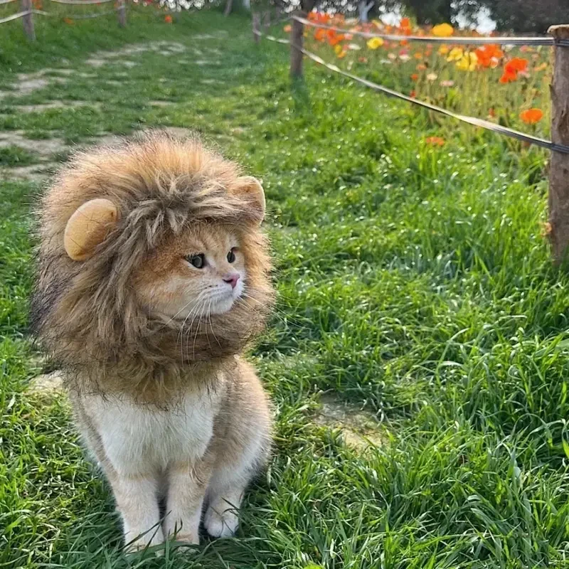 Adorable Lion Mane Costume for Cats  Durable and Comfy