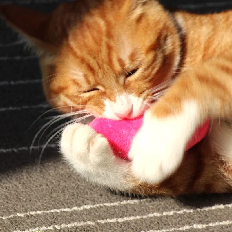 Color: Red, Ships From: CHINA - 2022 Catnip Toys Funny Interactive Plush Teeth Grinding Cat Toy Kitten Chewing Toy Claws Thumb Bite Cat Mint Pets Accessories