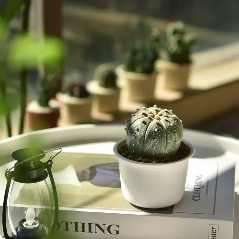 Color: Yellow, Sheet Size: Small - OIMG Plastic Round Thick Imitation Ceramic Household Indoor Planting Fleshy Green Fruit and Vegetable Resin Plastic Flower Pot