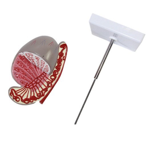 Testicular Model Testicular Structure Guidance Model