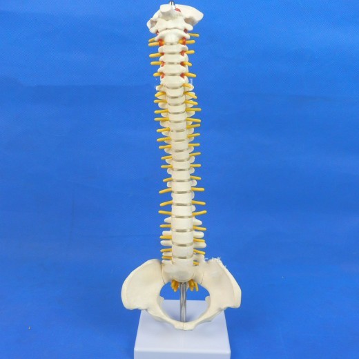 Spine Model Small Spine Model Human Lumbar Spine 40 cm