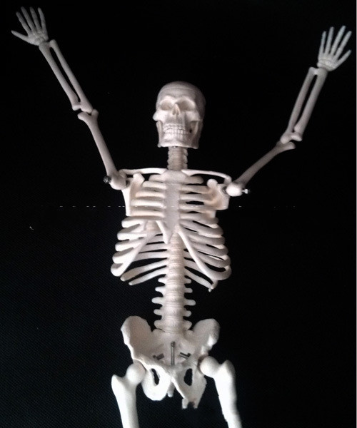 45CM Anatomical Anatomy Human Skeleton Model