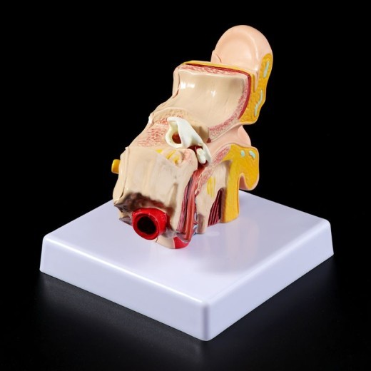 An Anatomical Model Of A Table Shaped Ear