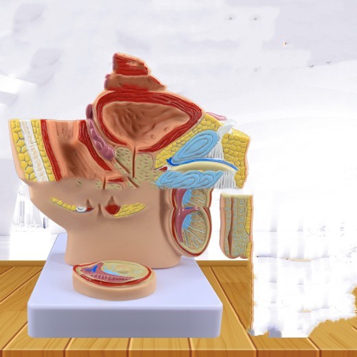 A Miniature Midsagittal Anatomical Model Of The Male Pelvic Cavity