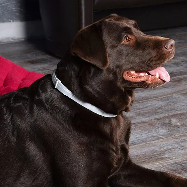 DrPaws 8 Months Flea and Tick Free Collar Dogs