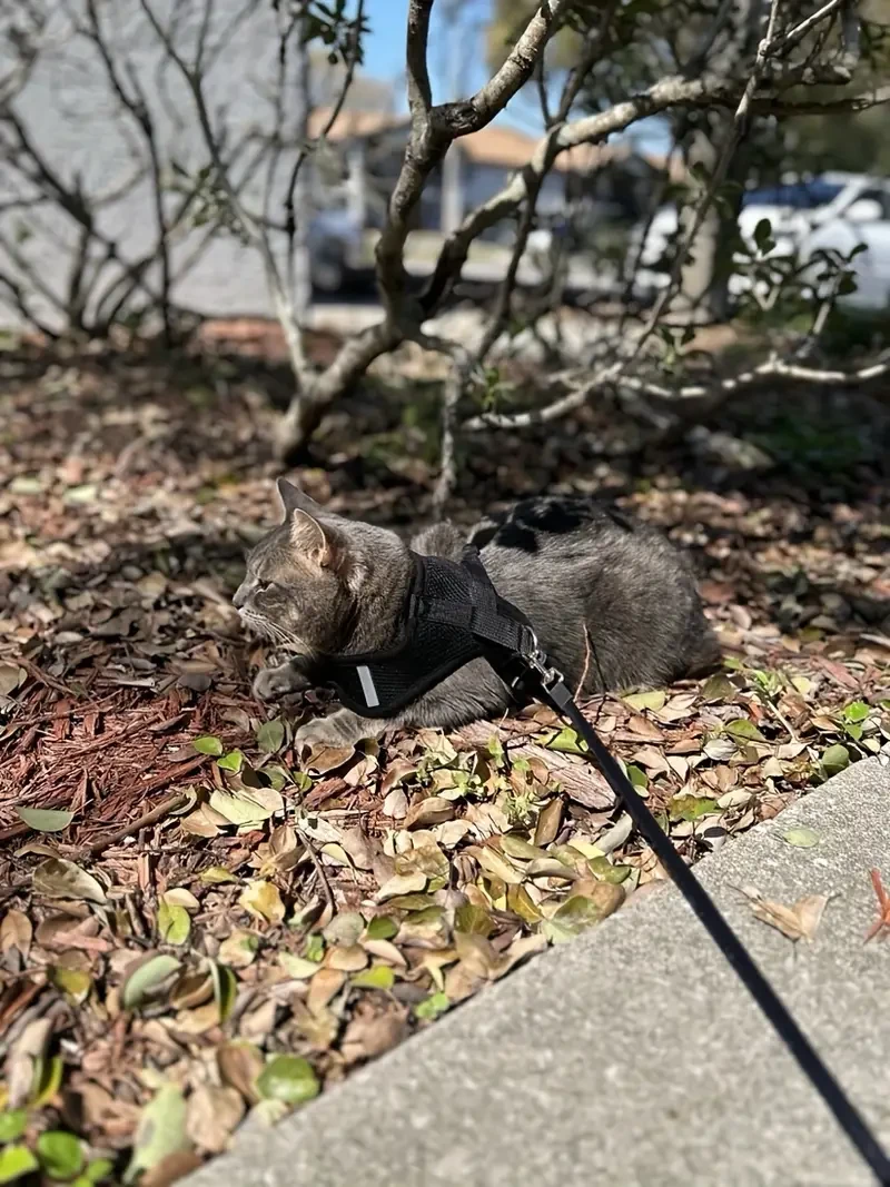 Dual-Button Retractable Dog Leash