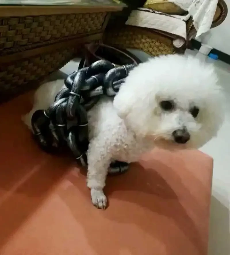 Simulation Iron Chain Props Halloween