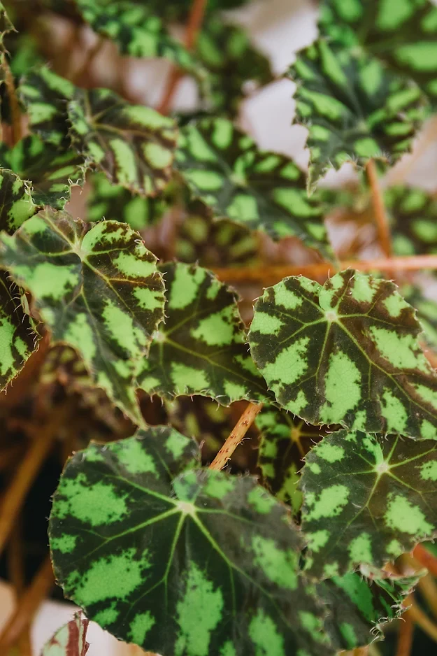 Begonia bowerae 'Eyelash'