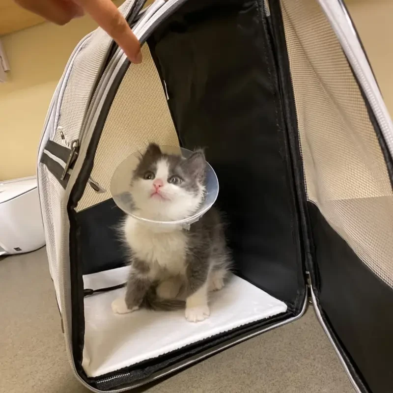 Pet Traveler Backpack - Carrier for Cats and Dogs