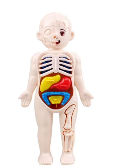 13Pcs Set Montessori Toys Children Science Education Human Body Organ Anatomy Model DIY Assembled Medical Toys Teaching Tools
