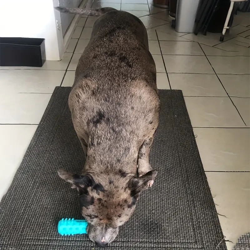 ProClean Dog Toothbrush  Gentle Molar Stick