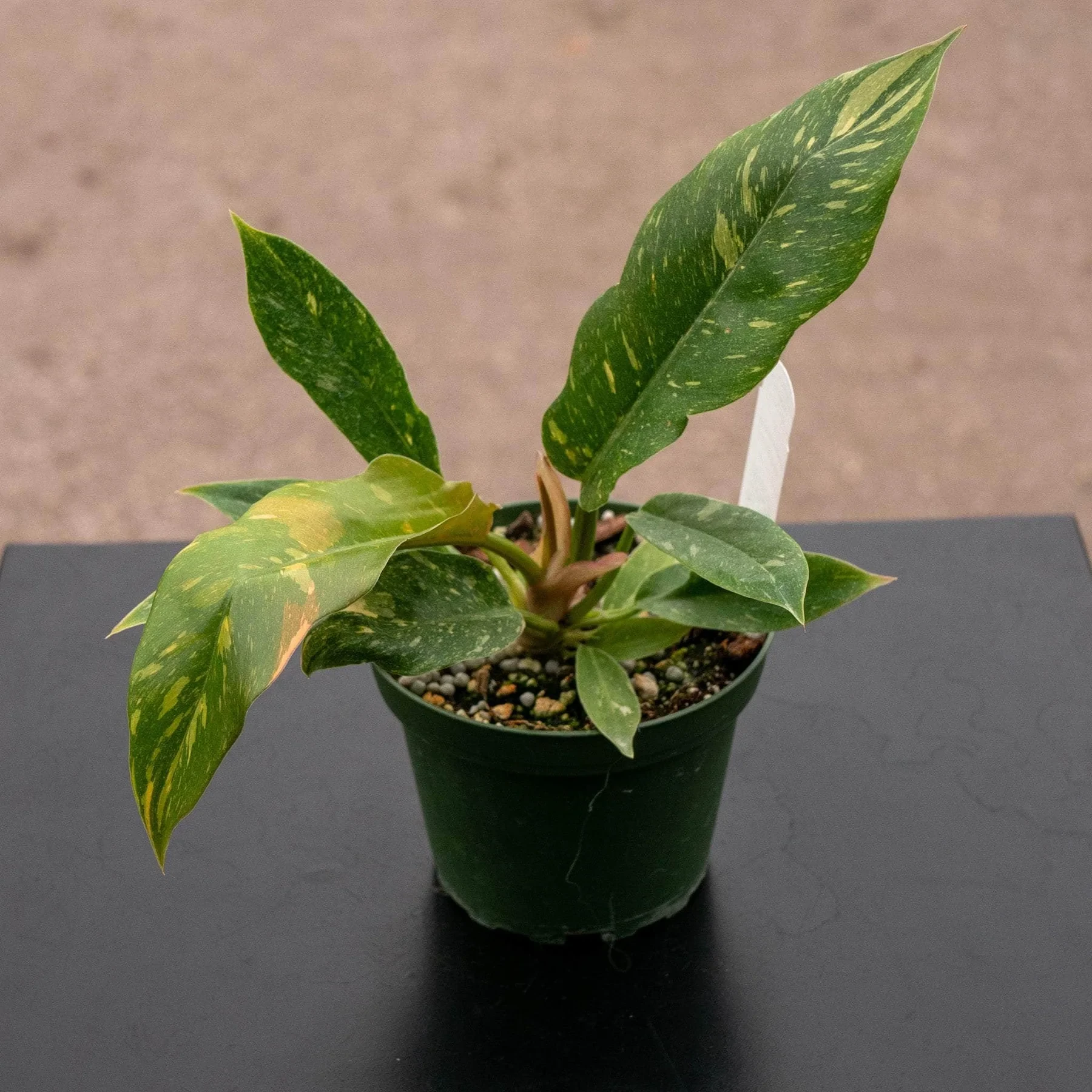 Philodendron Ring of Fire