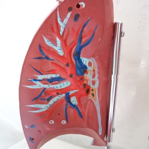 Lung Anatomical Model Lung Segment Model Respiratory System Model