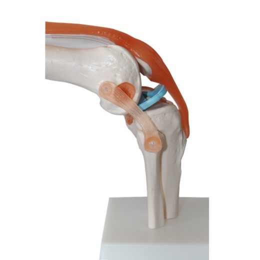 Human Knee Joint Teaching Model Training Model