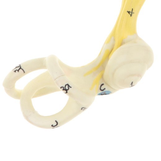 Ear Model