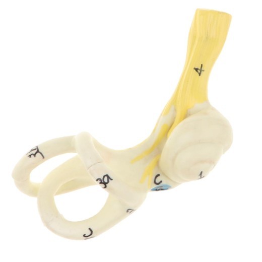 Ear Model