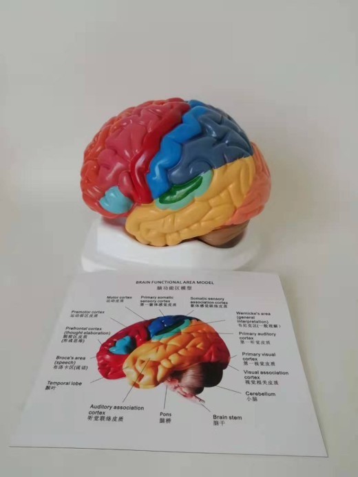 Human Brain Anatomical Model Cerebral Artery Model