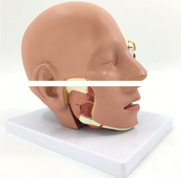 Human head anatomical model with brain model